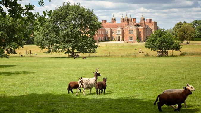 Jacob sheep in the parkland at Melford Hall, Suffolk